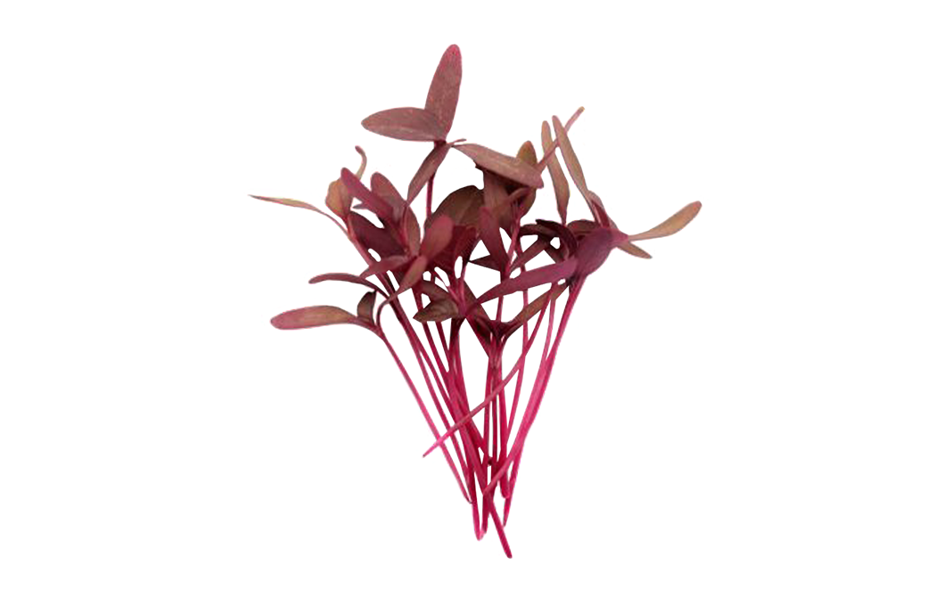 Simply Fresh Red Garnet-MH    Box  1 pcs